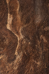 bark