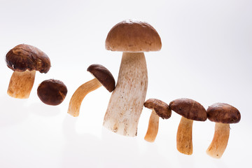 Group of mushroom, isolated on white background