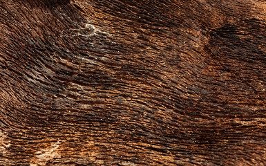 bark