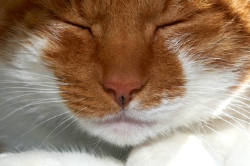 Hauskatze beim Entspannen