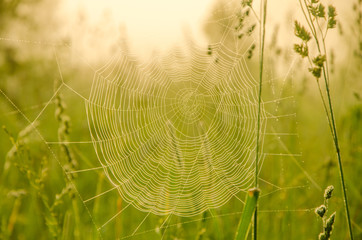 Wide Web plays in the wind.