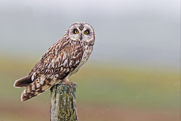 Perched Short-eared Owl, Asio flammeus, from the Orkney moors