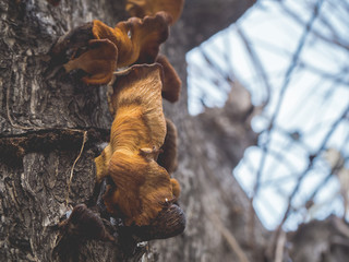 Close up dry mushrooms on tree.