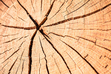 Deep cracked stump texture macro shot.