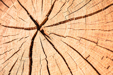 Deep cracked stump texture macro shot.