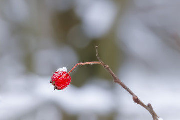 hawthorn berry with the snow on a light background with a Bokeh