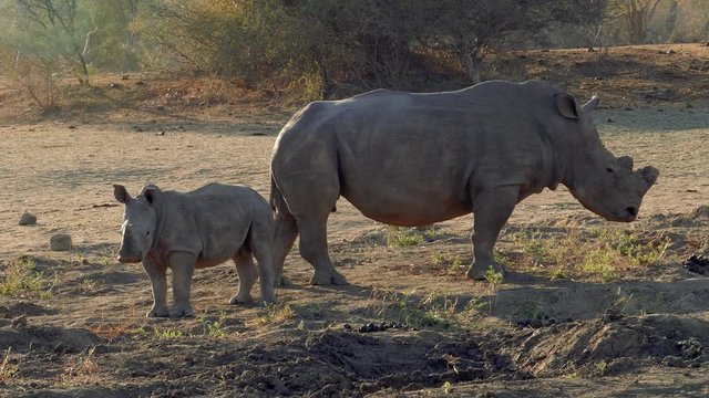 Rhino calf with mother in the bush of a game reserve in south africa