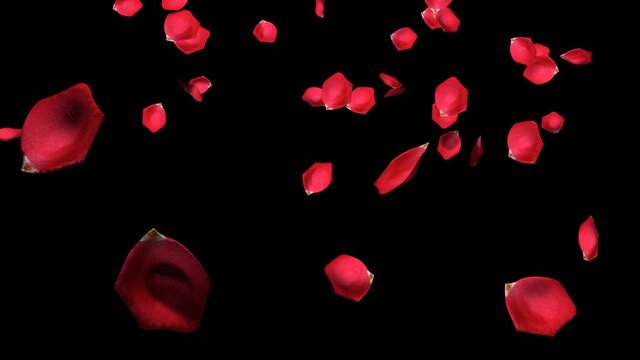 falling roses petals alpha channel