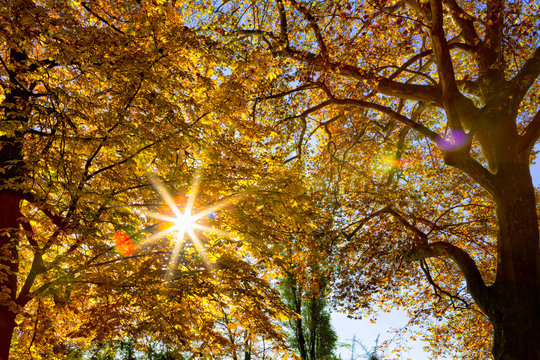 Herbst im Wald  mit strahlender  Sonne  