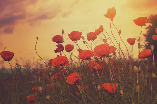 poppies field and sun