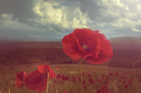  Poppy in bloom