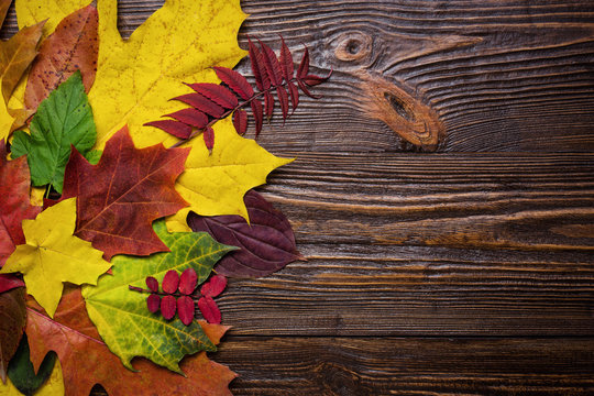 autumn still life, fall leaves, gifts of autumn, copy space, wooden background, maple leaves - autumn composition from top. Free space for text. Colorful autumn leaves
