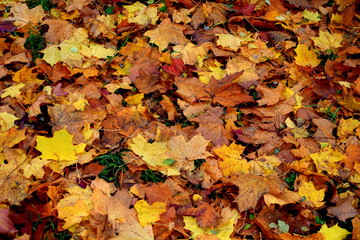 Trees in autumn