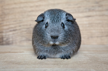 Glatthaar-Meerschweinchen (Jungtier)