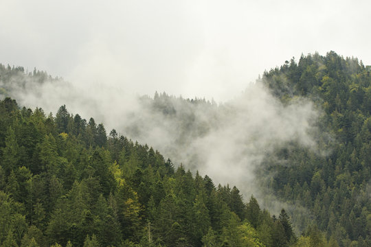 Fototapeta Morning fog descend on the mountain forest