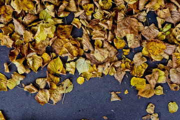feuille automne saison morte jaune sol tomber arbre cycle nature