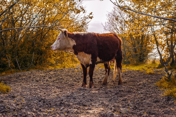 Hereford cow 2,  selective focus