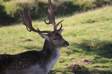 Damhirsch auf der Wiese