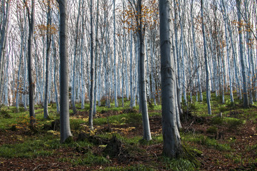Obraz premium Beech forest slope in mountain in autumn as natural background