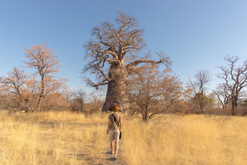 Tourist walking in the african savannah towards huge Baobab plant and Acacia trees grove. Clear blue sky. Adventure and exploration in Botswana, attractive travel destionation in Africa.