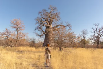 Fotobehang Baobab Toerist die in de Afrikaanse savanne naar reusachtige Baobabinstallatie en het bos van Acaciabomen loopt. Heldere blauwe lucht. Avontuur en verkenning in Botswana, aantrekkelijke reisbestemming in Afrika.
