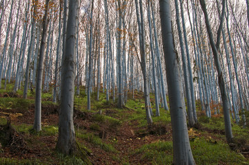 Fototapeta premium Beech forest slope in mountain in autumn as natural background