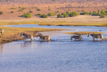 Zebras crossing Chobe river. Glowing warm sunset light. Wildlife Safari in the african national...