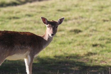 damhirsch kuh auf der wiese