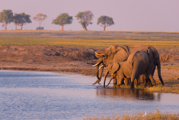 Group of African Elephants drinking water from Chobe River at sunset. Wildlife Safari and boat...