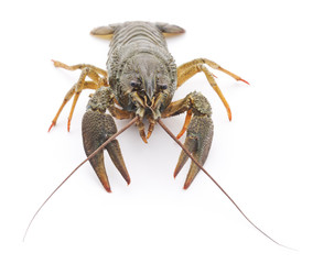 One crayfish.