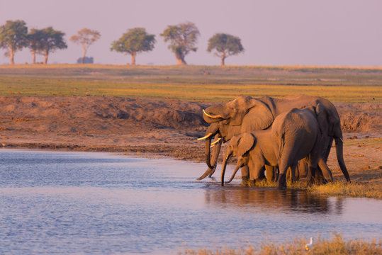 Fototapeta Group of African Elephants drinking water from Chobe River at sunset. Wildlife Safari and boat cruise in the Chobe National Park, Namibia Botswana border, Africa.