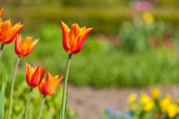 Rot - orange Tulpen im Garten