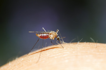 pesky little mosquito sits and drinks the blood of a full belly