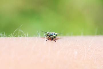 nasty insect gadfly sits and bites the hand