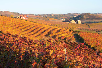 panorama agricolo di vigneti in piemonte
