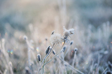 abstract natural background from frozen plant covered with hoarfrost or rime