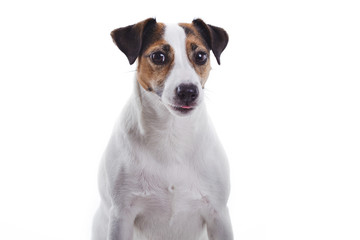 Jack Russel Terrier on a white backdrop. 