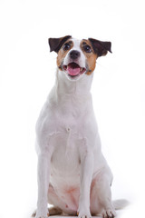 Jack Russel Terrier sitting on a white backdrop. 