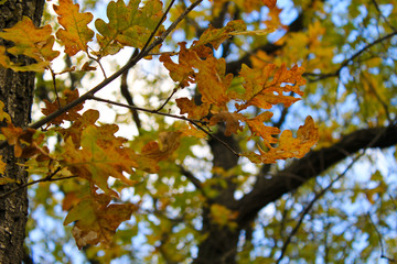 Oak autumn leaves on the twig