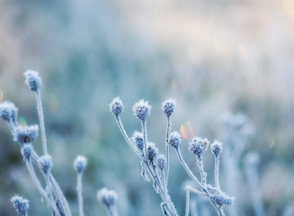 abstract natural background from frozen plant covered with hoarfrost or rime
