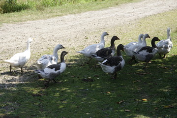 geese are on pasture