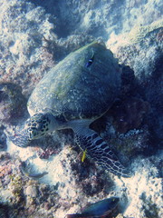 Obraz na płótnie Canvas Hawksbill turtle at curacao