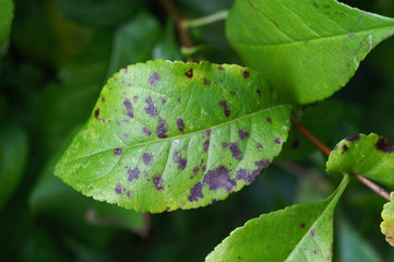 Venturia inaequalis - Chaenomeles scab on the leaf - obrazy, fototapety, plakaty
