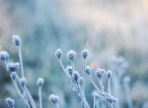 Abstract Natural Background From Frozen Plant Covered With Hoarfrost Or Rime