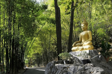 Buddha  in the junglei at thailand