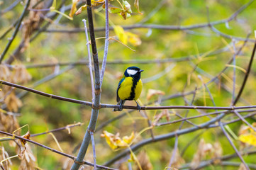 titmouse sitting on a branch