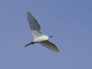 Little egret (Egretta garzetta)