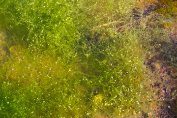 Green algae in water.