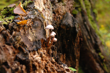 Pilze am Baum