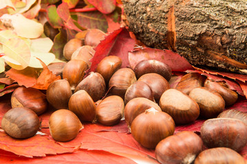 Castagne in bosco su foglie rosse 